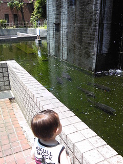 お魚も居たよ