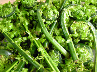 20080506_kogomi01