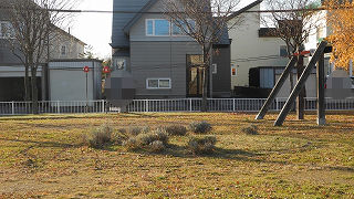 20151111DSCN8763.jpg