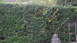 20151006DSCN9717.jpg