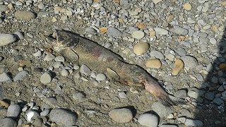 20151021DSCN0242.jpg