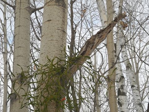20151213DSCN9485.jpg
