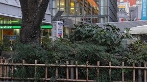 20150129DSCN5021.jpg
