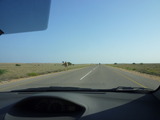 101116_012_Oman Driving_Wild Camel