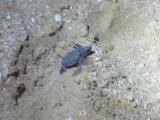 101117_040_Ras Al Jinz_Morning Turtle Tour_Green Turtle Baby