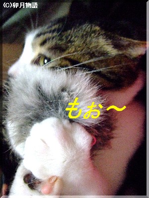 ¤â¡¼