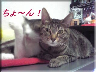 ¤Á¤ç¡¼¤ó¡¦¡¦¡¦¤Á¤ç¡¼¤ó¤Æ¡Ê¡±¢¢||||¡ª¡ª