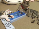 起きないかしら。。。
