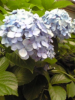 紫陽花