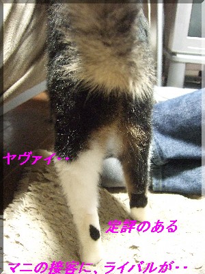 ¤¢¤»¤ë¥Þ¥Ë¤µ¤ó¡£