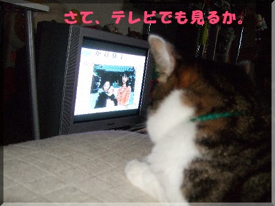 ¥Æ¥ì¥Ó¤Ã¤¹¤«