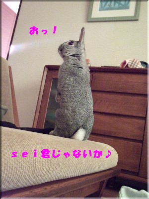 お出迎えうささん