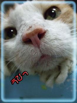 ¥¿¥ó¥¿¥ó¡¢Âç¹¥¤¤À¤è
