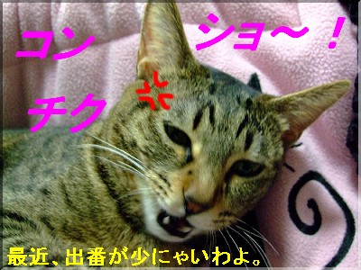 ¥³¥ó¥Á¥¯¥·¥ç¥¦