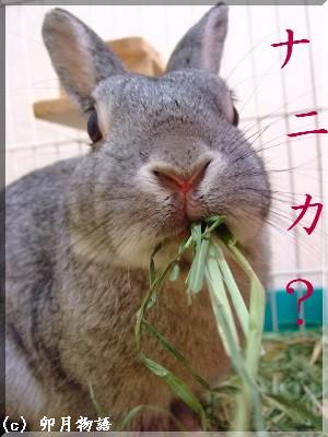 ナニカ?