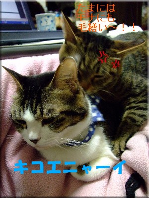 ¥¥³¥¨¥Ë¥ã¡¼¥¤