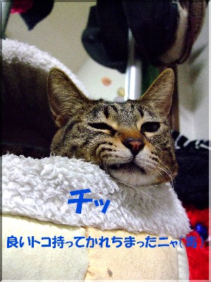 °Â֤Ĥ¤¤Æ¤Þ¤¹¤±¤É¡¼×Ä(¡¢Ï¡®;¡ü)×Ä