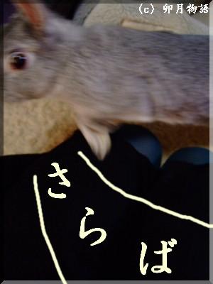 さらばぴょん。