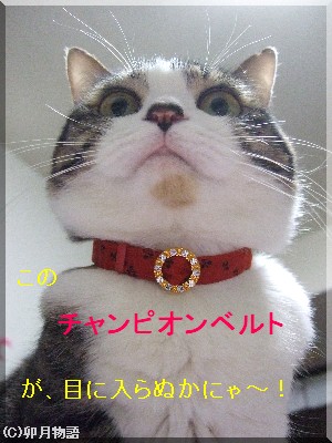 ¤Ê¤ó¤«¡¦¡¦¡¦¥Á¥¬¡¼¥¦¡Ê¡±¢¢||||¡ª¡ª