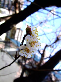 DSCF5259