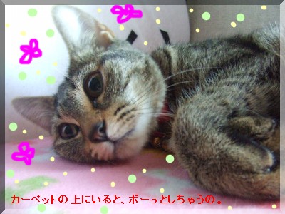pokapoka¥â¥Ê¤µ¤ó¡£