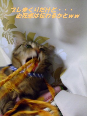 DSCF4441