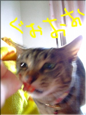 Î¥¤µ¤Ê¤¡¤¤¡ª¡ª