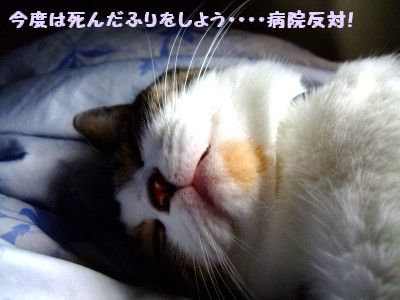 DSCF2079