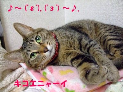 DSCF6438