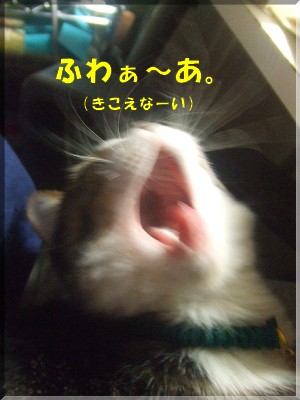 ¤¢¤¯¤Ó¤Ç¡¦¡¦¡¦¡¦