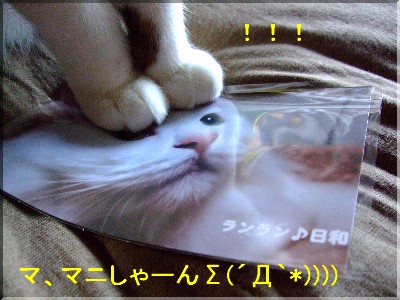 Ž×ŽÝ·¯¤¬¡¦¡¦¡¦¦²(¡§¥¡®*))))