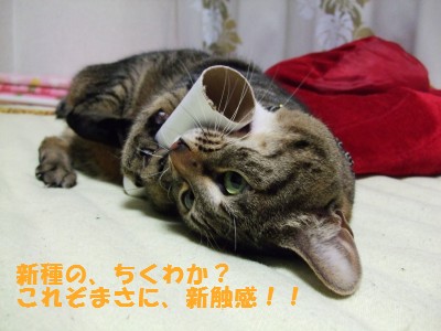DSCF4524