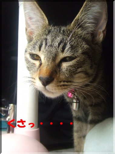 ¥¯¥µ¥Ã¡¦¡¦¡¦