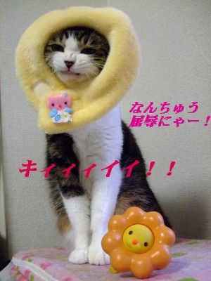 DSCF7165