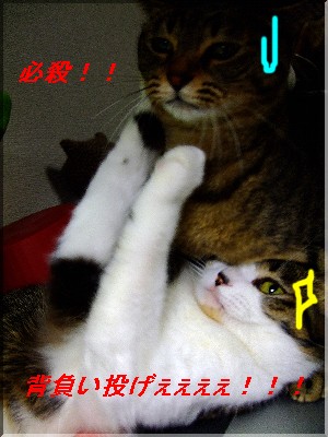 ɬ»¦¡ª¡ª¡ª