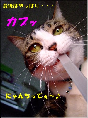 ¥«¥×¥Ã¤È¤·¤á¤ë¡£
