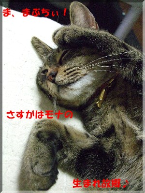 ¤Þ¤Ö¤Á¤£