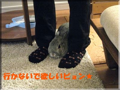 まって欲しいピョン★