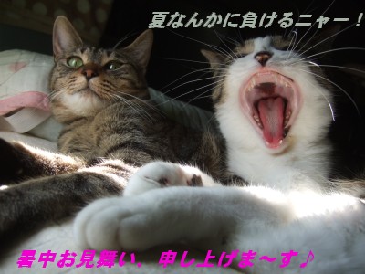 ½ëÃæ¤ª¸«Éñ¤¤¡£¡£¡£¤Î¤Ä¤â¤ê(;¡§Õ¡®)