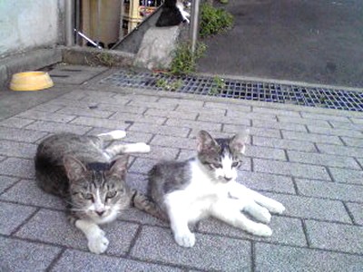 Image645