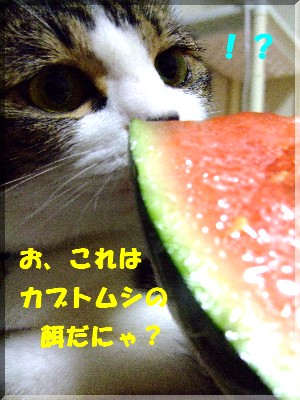 ¤³¤ì¤Ï¡ª