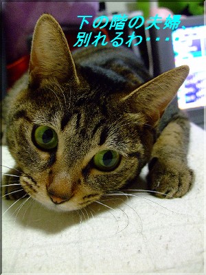 ÃϹö¼ª¤«¤è¡ª