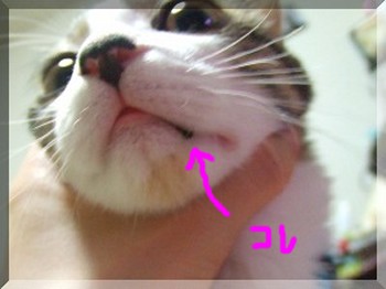 ¤Þ¤Ë¤Î¤ê£²