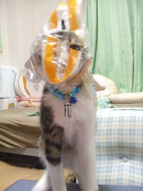 ¥Þ¥Ë¥¨¥é²¾ÌÌ