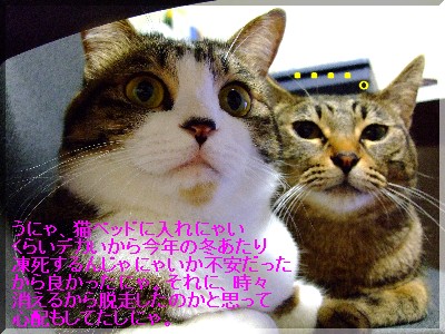 Í¥¤·¤µ¤Ê¤Î¤«Ã±¤Ê¤ëÆÇÀå¤Ê¤Î¤«¡¦¡¦¡¦