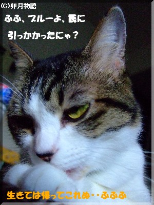 ¥³¥¨¡¼¦²(Žß§¥Žß¡¨