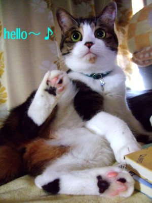 HELLO¡ù