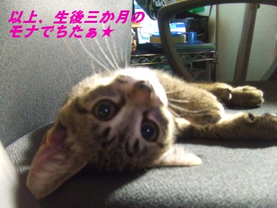 (¡ü¡§¥¡®¡ü)¤«¤ï¤¨¤¨¤¨¤¨
