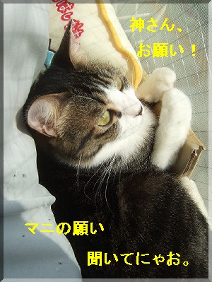 ¥Þ¥Ë¤µ¤óµ§¤ë¡£