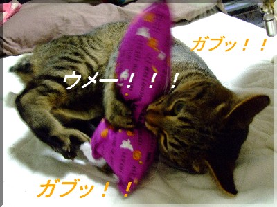 dz¤¨¤ë¥â¥Ê¤µ¤ó